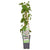 Schlingknöterich – Fallopia baldschuanica – ↕ 65 cm – Ø 15 cm
