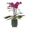 Nachtfalterorchidee lila – Phalaenopsis Orchidee – Morelia – ↕ ca. 35–45 cm – Ø 9 cm | Classy-Topf Grün