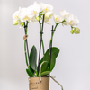 2x Nachtfalterorchidee weiß – Phalaenopsis Orchidee – Amabilis – ↕ ca. 35–45 cm – Ø 9 cm – COMBI DEAL
