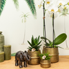 Nachtfalterorchidee - Phalaenopsis - ↕ ca. 40 cm - Ø 9 cm | 3er-Set Groove inkl. Keramiktöpfen & Deko-Elefant