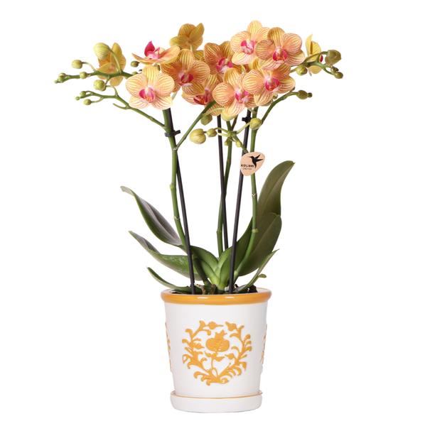 Nachtfalterorchidee - Phalaenopsis Jamaica orange - ↕ 40 cm - Ø 9 cm | Malaga-Deko-Topf Orange