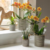 Nachtfalterorchidee orange – Phalaenopsis Orchidee – Jamaica – ↕ ca. 35–45 cm – Ø 9 cm