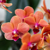 Nachtfalterorchidee orange – Phalaenopsis Orchidee – Mineral Bolzano – ↕ ca. 35–45 cm – Ø 9 cm | Bubble-Topf Weiß