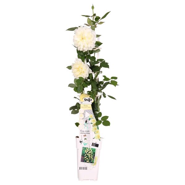 Rose - Rosa Crazy in love 'Vanilla' - Creme-Rose - Ø15cm - ↕65cm