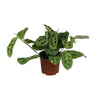Pfeilwurz – Maranta Leuconeura Fascinator Variegata – ↕ 30 cm – Ø 12 cm