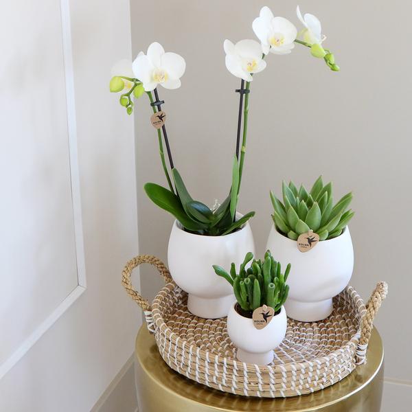 Nachtfalterorchidee - Phalaenopsis - ↕ 40 cm - Ø 9 cm | 3er-Set Scandic weiß inkl. Keramik-Ziertöpfen