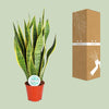 Sansevieria Trifasciata Laurentii - ↕ 50 cm - Ø 14 cm