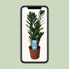 Glücksfeder - Zamioculcas Zamiifolia - ↕ 55 cm - Ø 14 cm