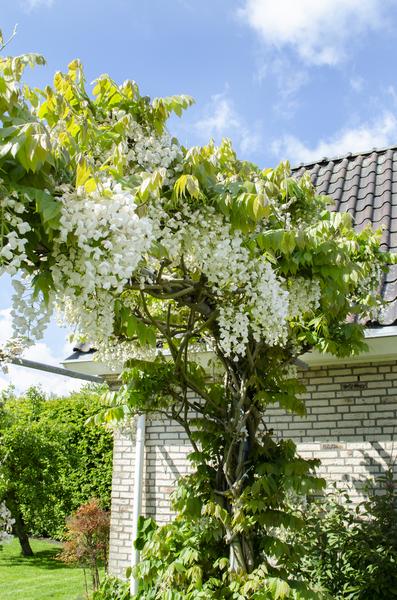 Blauregen – Wisteria floribunda Longissima Alba – ↕ 65 cm – Ø 15 cm