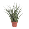 Bogenhanf - Sansevieria Fernwood Punk - ↕ 35 cm - Ø 12 cm