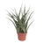 Bogenhanf - Sansevieria Fernwood Punk - ↕ 35 cm - Ø 12 cm