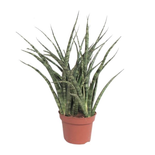 Bogenhanf - Sansevieria Fernwood Punk - ↕ 35 cm - Ø 12 cm