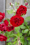 3x Kletterrose – Rosa Crazy in Love 'Red' – ↕ 65 cm – Ø 15 cm