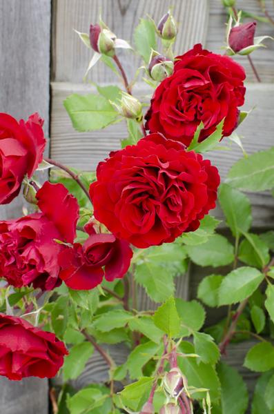 3x Kletterrose – Rosa Crazy in Love 'Red' – ↕ 65 cm – Ø 15 cm