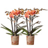 Nachtfalterorchidee - 2er-COMBI-DEAL orange Phalaenopsis - ↕ 40 cm - Ø 9 cm