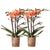 Nachtfalterorchidee - 2er-COMBI-DEAL orange Phalaenopsis - ↕ 40 cm - Ø 9 cm