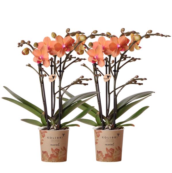 Nachtfalterorchidee - 2er-COMBI-DEAL orange Phalaenopsis - ↕ 40 cm - Ø 9 cm