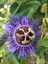 Passiflora Violett 'Purple Haze' - Ø15cm - ↕65cm