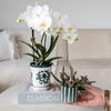 Nachtfalterorchidee & Sukkulente - ↕ 40 cm - Ø 9 cm | 2er-Set: Amabilis im Malaga-Topf & grüne Sukkulente im Painted Stripe-Topf Ø 9 cm & Ø 6 cm