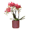 Nachtfalterorchidee - Rote Phalaenopsis-Orchidee Congo - ↕ 40 cm - Ø 9 cm | Red Pearl-Topf