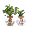 2x Bolglas mit Balsamapfel - Clusia & Purpurtute - Syngonium Green - ↕ 30 cm - Ø 12 cm