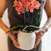 Nachtfalterorchidee - Orange Orchidee Bolzano - ↕ 40 cm - Ø 9 cm | Hieroglyph Ziertopf Off White