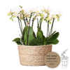 Pflanzenset Weiß – 3x Phalaenopsis Amabilis 9 cm & 3x Grünpflanzen – inkl. Schilfkorb mit Wassertank – Dschungelstrauß Weiß