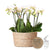 Pflanzenset Weiß – 3x Phalaenopsis Amabilis 9 cm & 3x Grünpflanzen – inkl. Schilfkorb mit Wassertank – Dschungelstrauß Weiß