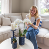 Nachtfalterorchidee weiß – Phalaenopsis Amabilis & Sukkulente – ↕ 20–35 cm – Ø 9 & 6 cm | Candy-Dekotopf Blau