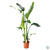 Strelitzia Nicolai - ↕ 100 cm - Ø 21 cm - V2