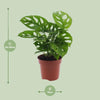 Fensterblatt - Monstera Monkey Leaf (Lochpflanze) - ↕ 30 cm - Ø 12 cm