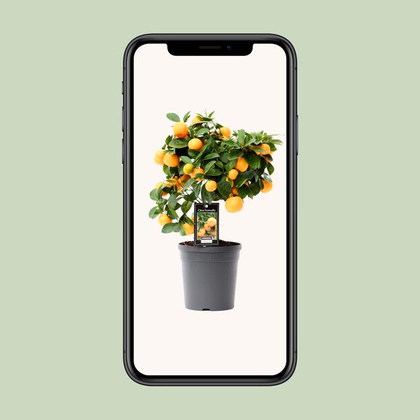 Zwergorangenbaum – Citrus calamondin – ↕ 40 cm – Ø 15 cm