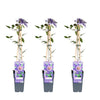 3x Clematis Multi Blue – ↕ 65 cm – Ø 15 cm