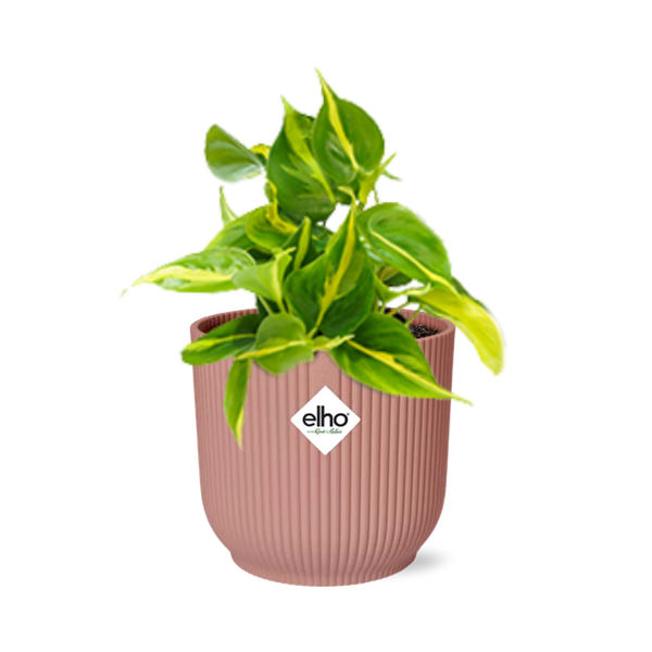 Philodendron Scandens Brasil - ↕ ca. 20 cm - Ø 14 cm | ELHO Vibes Fold Übertopf rosa