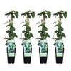 4x Geißblatt – Lonicera japonica 'Halliana' – ↕ 65 cm – Ø 15 cm