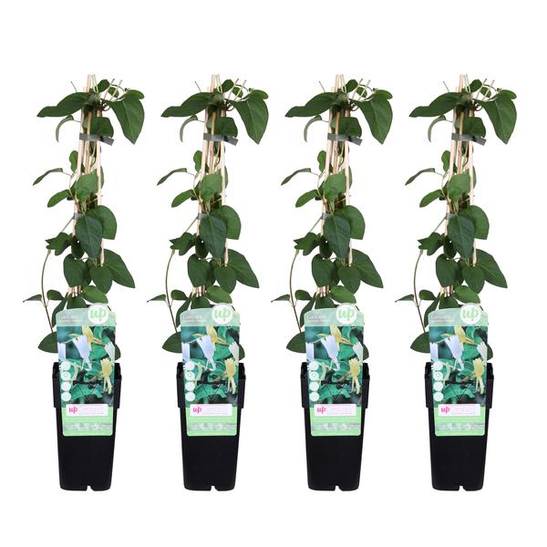 4x Geißblatt – Lonicera japonica 'Halliana' – ↕ 65 cm – Ø 15 cm