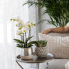 Nachtfalterorchidee weiß – Phalaenopsis Orchidee – Amabilis – ↕ 35 cm – Ø 9 cm | Elite-Topf Silber
