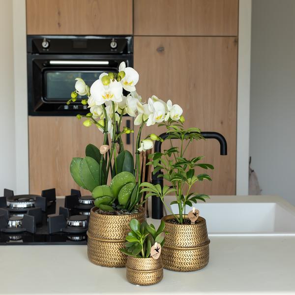 Nachtfalterorchidee - Phalaenopsis orange Las Vegas - ↕ 35 cm - Ø 12 cm | im goldenen Groove-Ziertopf Ø 12 cm