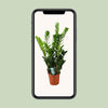 Glücksfeder - Zamioculcas - ↕ 100 cm - Ø 21 cm