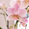 4x Nachtfalterorchidee – Phalaenopsis Orchidee – Treviso – Ø 12 cm – COMBI DEAL