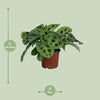 Pfeilwurz – Maranta Leuconeura Kerchoveana – ↕ 30 cm – Ø 12 cm