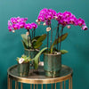 4x Nachtfalterorchidee lila – Phalaenopsis Orchidee – Morelia – Ø 9 cm – COMBI DEAL (Übersetzung aus NL)