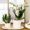 Nachtfalterorchidee - Phalaenopsis - ↕ ca. 35 cm - Ø 9 cm | 2er-Set Star Fish small auf weißem organischen Tablett