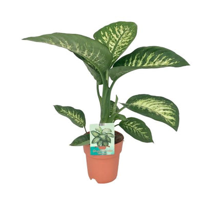Dieffenbachie ‚Tropic Snow' – Dieffenbachia seguine