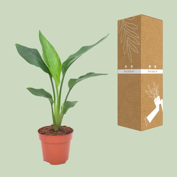 Strelitzia Reginea - ↕ 40 cm - Ø 12 cm