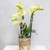 Nachtfalterorchidee gelb – Phalaenopsis Orchidee – ↕ ca. 35–45 cm – Ø 9 cm