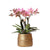 Nachtfalterorchidee - Phalaenopsis rosa Treviso - ↕ 35 cm - Ø 12 cm | im goldenen Groove-Topf Ø 12 cm, Höhe 35 cm