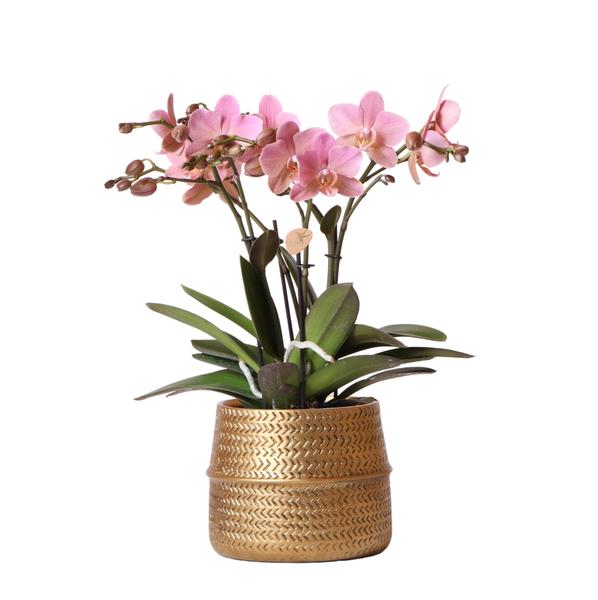 Nachtfalterorchidee - Phalaenopsis rosa Treviso - ↕ 35 cm - Ø 12 cm | im goldenen Groove-Topf Ø 12 cm, Höhe 35 cm
