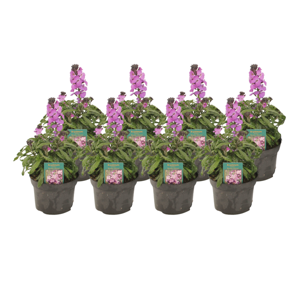 Steppenröschen – Erysimum linifolium 'Bowles Mauve' – 8 Stück – ↕ 30 cm – Ø 13 cm