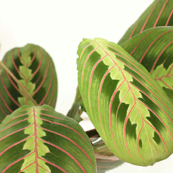 2x Pfeilwurz – Maranta Fascinator – ↕ 20 cm – Ø 12 cm